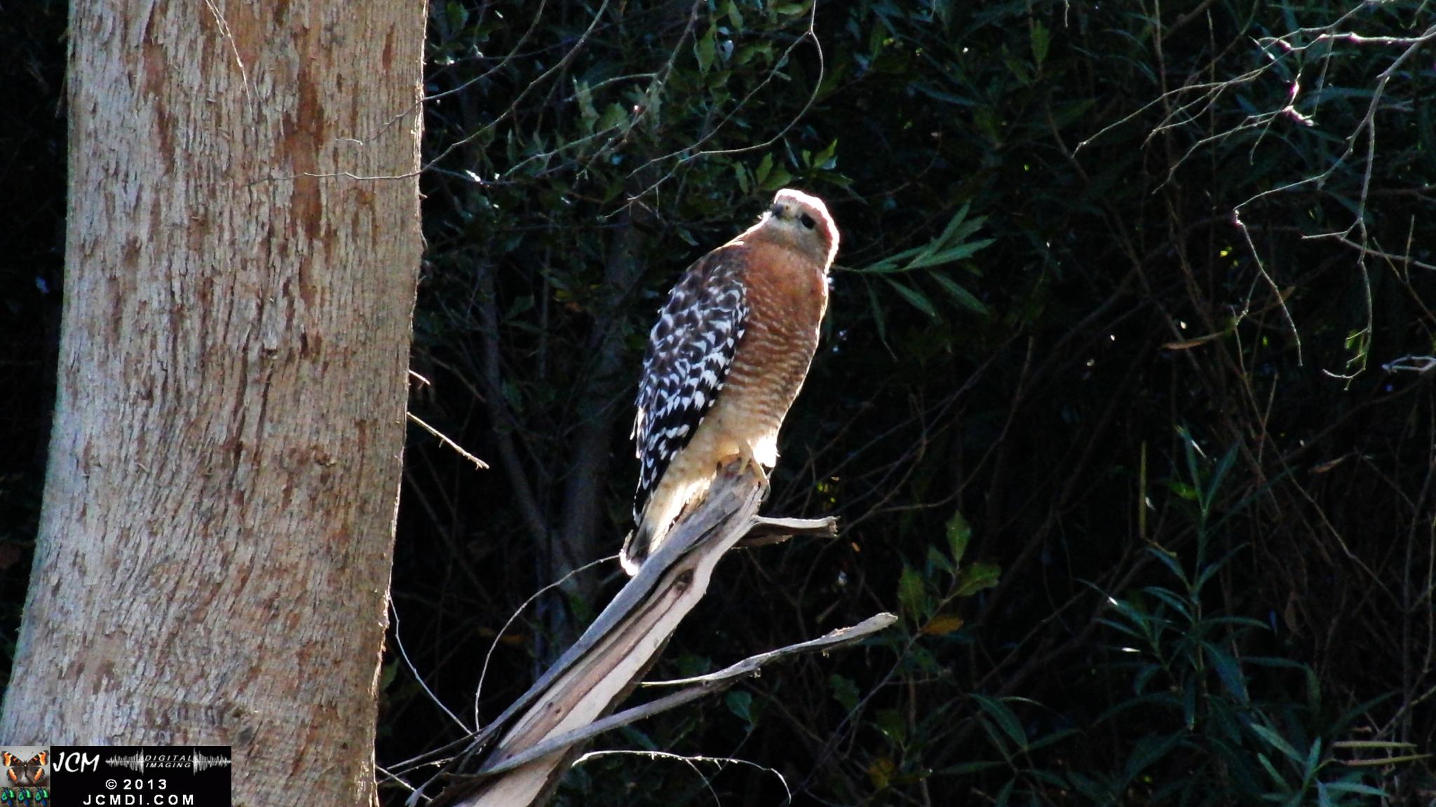 Red Shouldered Hawk
